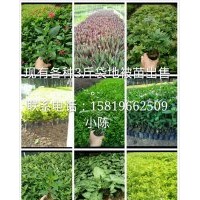 廣東地被出售：紅繼木，假花生，龍船花，鴨腳木，蜘蛛蘭，福建茶