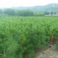 柴禾價綠化苗