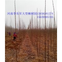 太康--復葉槭！楸樹！梓樹基地