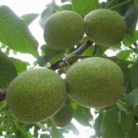 柿子苗品種=山西運城柿子苗=柿子苗價格