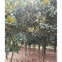 大量長期供應各種規格廣玉蘭
