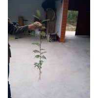 花椒苗，山西花椒苗，大紅袍花椒苗