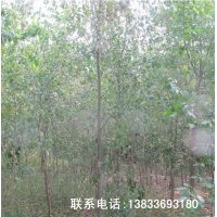 供應大量綠化用成品風景樹