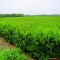 供應80公分高度水臘-水蠟基地報價