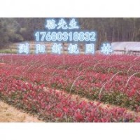 瀏陽低價紅葉石楠、石楠批發直銷基地