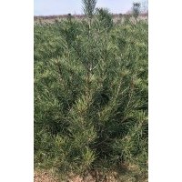 大量供應大田一米一二三級白皮松