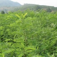 白皮松苗側柏苗油松苗、刺槐苗、新疆楊