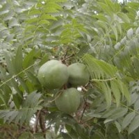 山西國槐/國槐銷售、國槐價格苗木