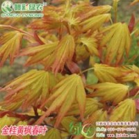 金桂黃楓 金桂黃楓價格 金桂黃楓優質圖片