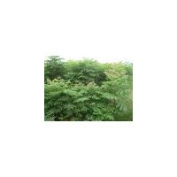 浙江大量供應造林欒樹小苗/供應大量造林苗木