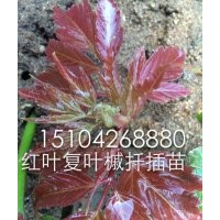 金葉絲棉木，紅葉復葉槭，金葉復葉槭