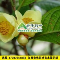 凹脈金花茶 茶花小苗 彩葉苗 其他綠化苗木供應
