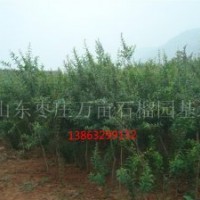 供應(yīng)供應(yīng)石榴樹、花石榴樹、果石榴樹