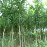 大量國槐、龍爪槐、金葉槐供應中
