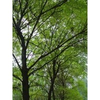 山西襄汾低價(jià)供應(yīng)白皮松，油松，柳樹(shù)