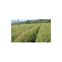 綠化小苗杜英、優質鄉土樹種、供應一年杜英小苗|30萬株小苗基地