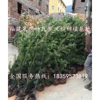 羅漢松，羅漢松球，造型羅漢松，羅漢松小苗，福建羅漢松基地，福
