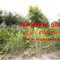 欣潤苗木大量供應金葉女貞 2米