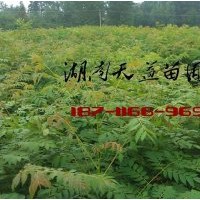 2015欒樹苗價格