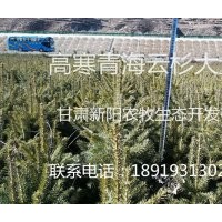耐高寒青海云杉供應