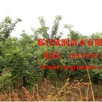 河北邢臺欣潤苗木大量供應國槐 3公分
