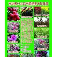 新品紅葉稠李，各種北美海棠，雞心果，寒富，龍豐，金葉榆，小苗