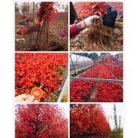 專售美國紅楓小苗至八公分，秋火焰，紅點，紅冠紅楓