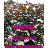 皇室經典海棠苗，新品種海棠苗