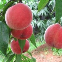 臨沂桃樹苗供應(yīng)，晚熟桃苗，映霜紅桃苗，夏之夢桃苗等