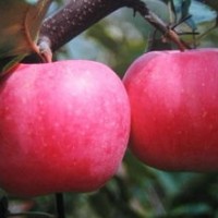 臨沂蘋果苗供應(yīng)，蘋果苗價格，蘋果苗種類，蘋果苗批發(fā)