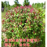 紅葉石楠/紅葉石楠/紅葉石楠價格