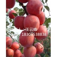 省時省力省工適合大面積種植蘋果苗、矮化神富一號蘋果苗蘋果樹苗