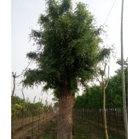 皂角樹價格