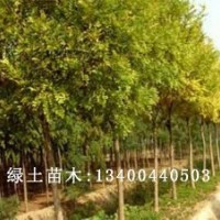 速生白蠟小苗品種|速生白蠟類型