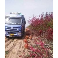 低價專供：紫葉矮櫻，紅葉碧桃，紅葉李，紫葉李