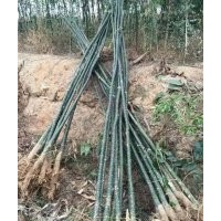低價專供：國槐， 雙季槐，速生國槐，金枝槐