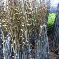 基地長期供應1-3公分美國國槐