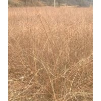 連翹苗哪里有？請到山西虎子苗木合作社