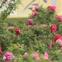 平陰四季玫瑰，豐花一號