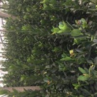 月季花、大葉黃楊、衛(wèi)矛