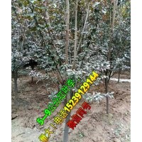 5---9公分紅葉李，價格便宜，需要聯系