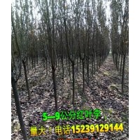 供應：2-5米精品白皮松，5-9公分紅葉李、晚櫻、西府海棠