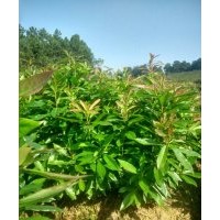 羅漢松，桂花，羅漢松，紅豆杉
