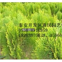 山東泰安帶營養缽側柏小苗批發價格