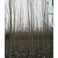 楊樹107速生楊