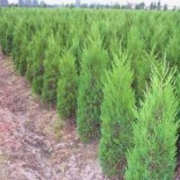 綠化苗木基地直銷檜柏樹苗大小規格齊全