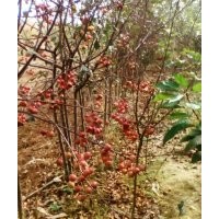 大量供應(yīng)海棠苗、山桃苗等實(shí)生苗