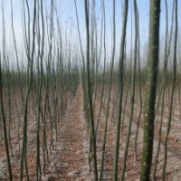 速生國槐、速生法桐、速生白蠟、速生皂角