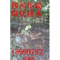 3、4、5大葉樟大量供應