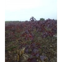 紅葉李 紅王子錦帶、四季錦帶、紅瑞木、紫丁香、白丁香、棣棠、
